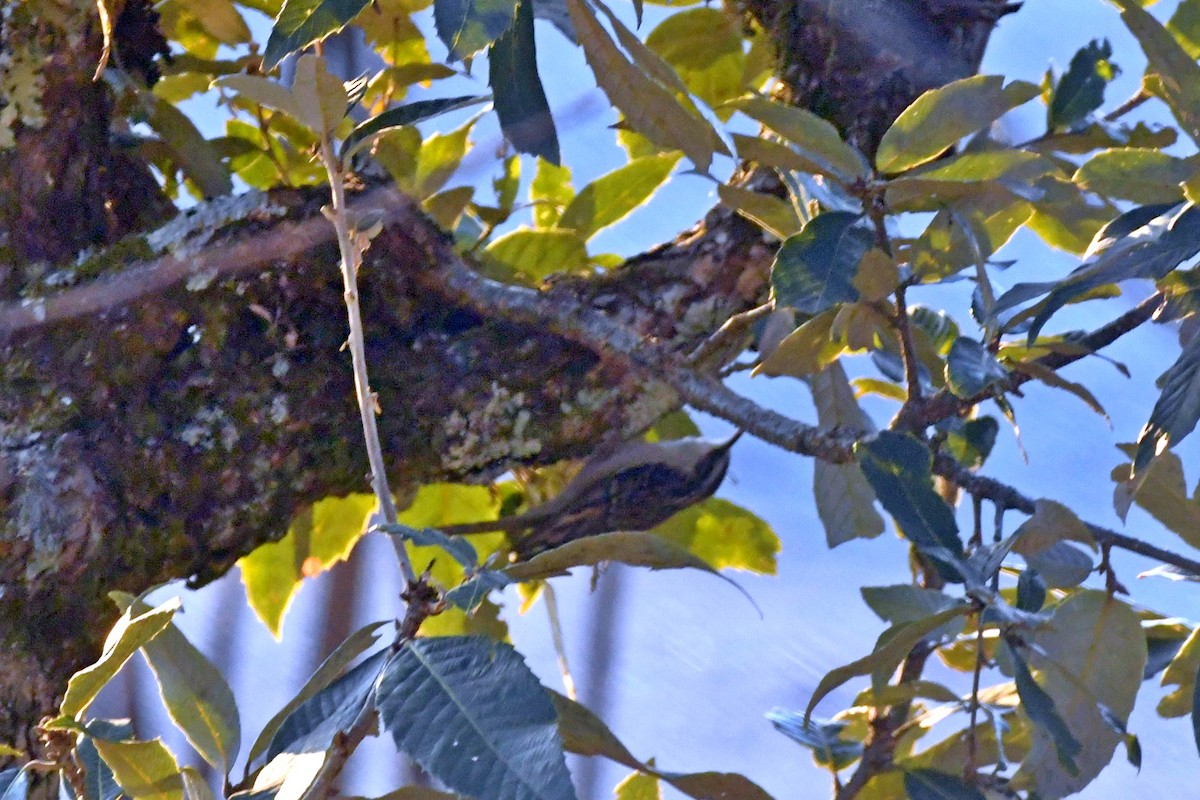 Bar-tailed Treecreeper - ML613593709