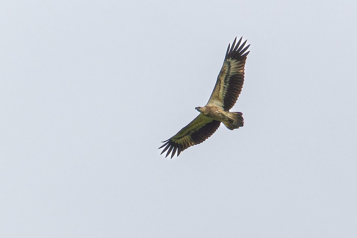 White-bellied Sea-Eagle - ML613593726