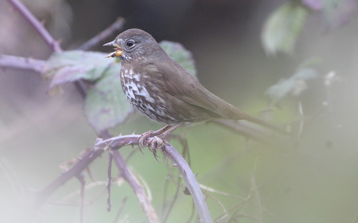 Fox Sparrow (Sooty) - ML613593766