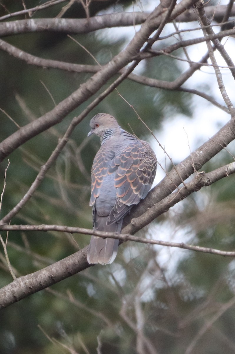 Oriental Turtle-Dove - ML613593779