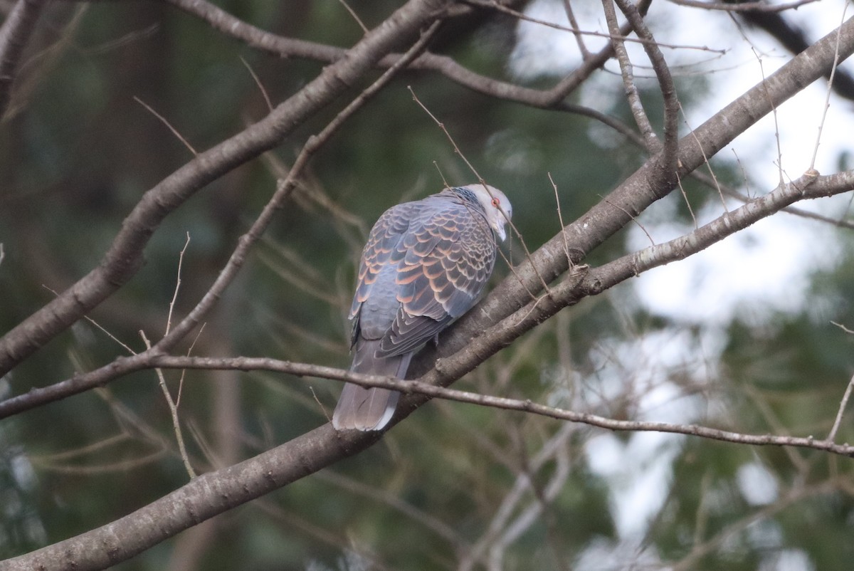 Oriental Turtle-Dove - ML613593781