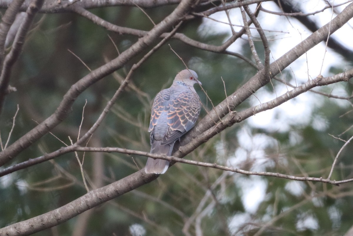 Oriental Turtle-Dove - ML613593782