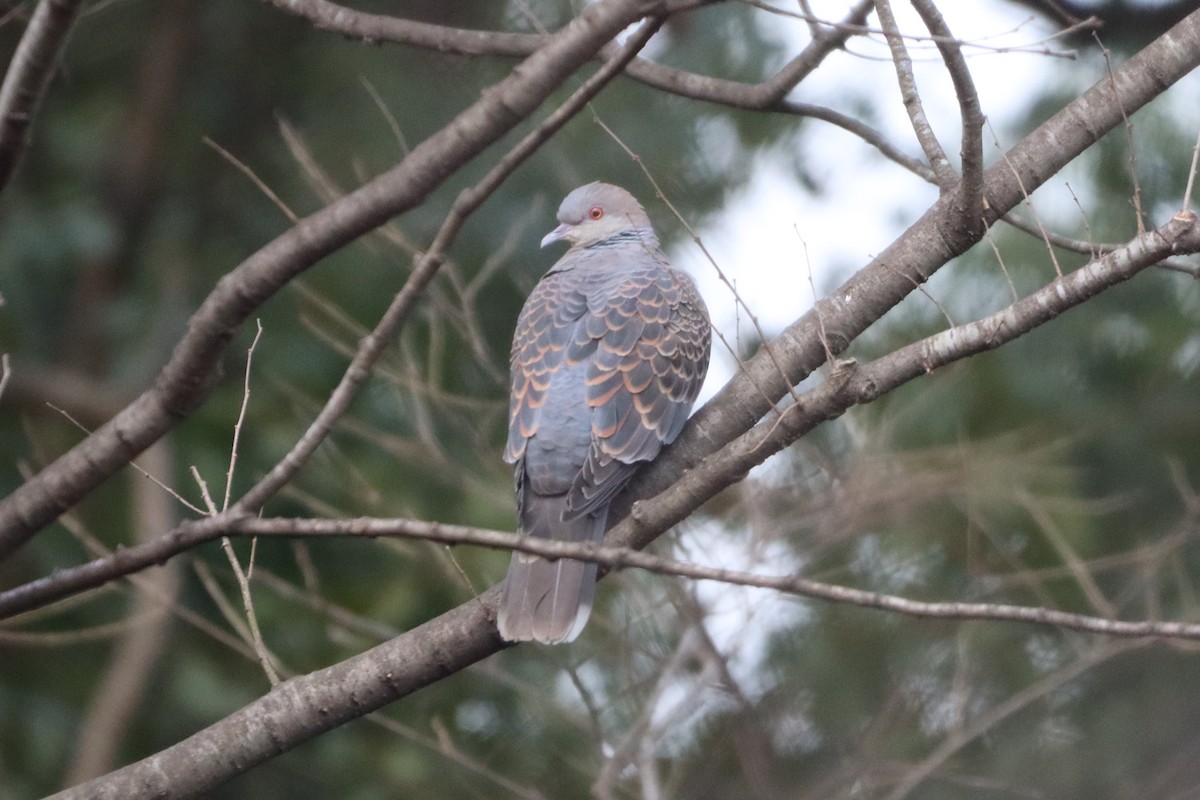 Oriental Turtle-Dove - ML613593783