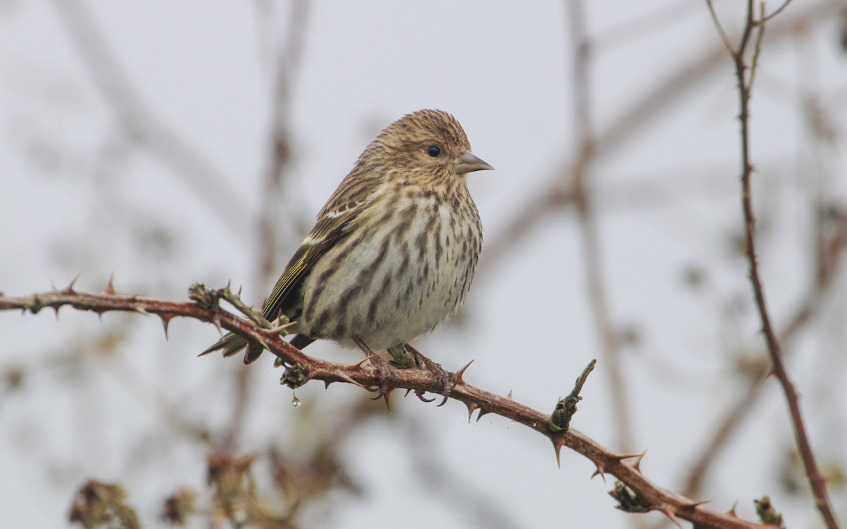 Pine Siskin - ML613593789