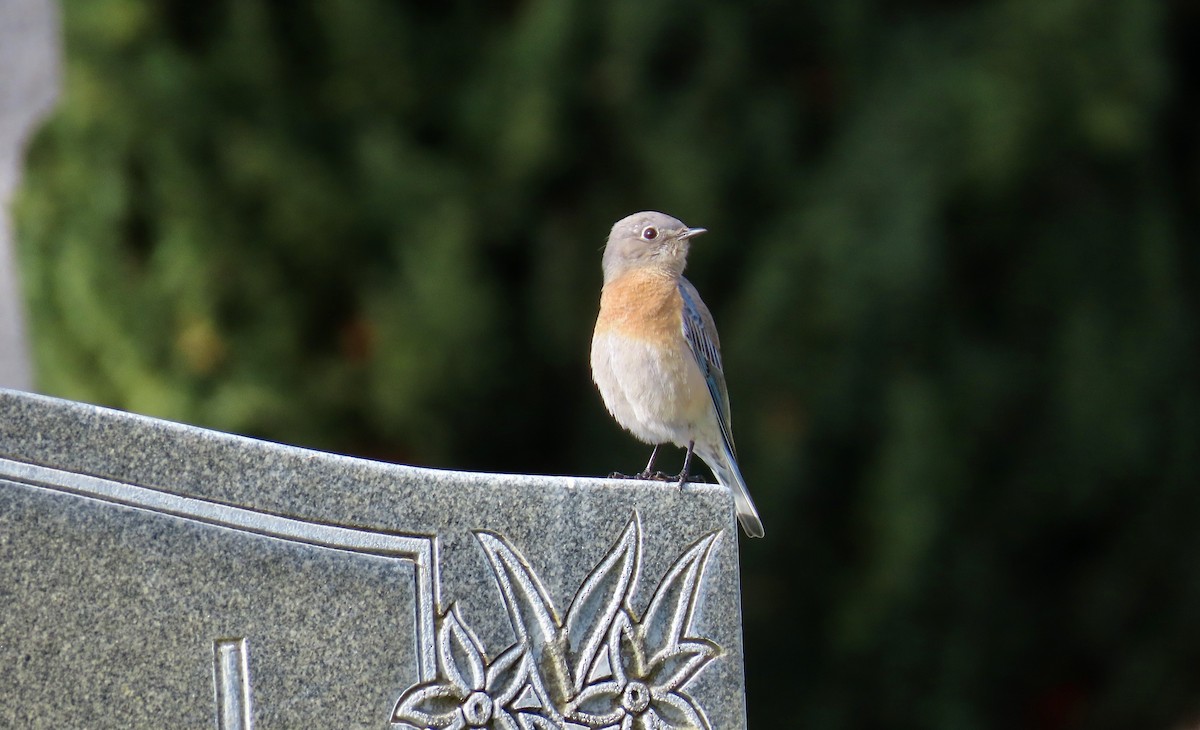 Western Bluebird - ML613593828