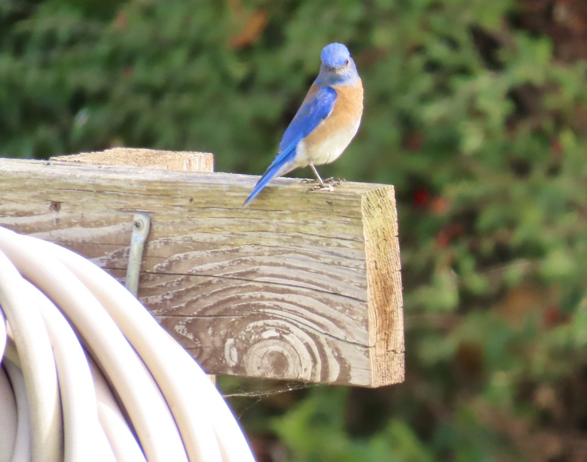 Western Bluebird - ML613593830