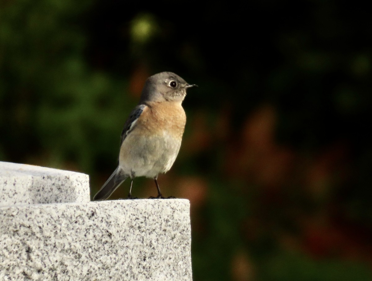 Western Bluebird - ML613593831