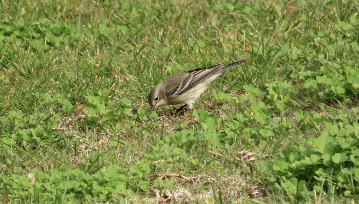 Yellow-rumped Warbler - ML613593832
