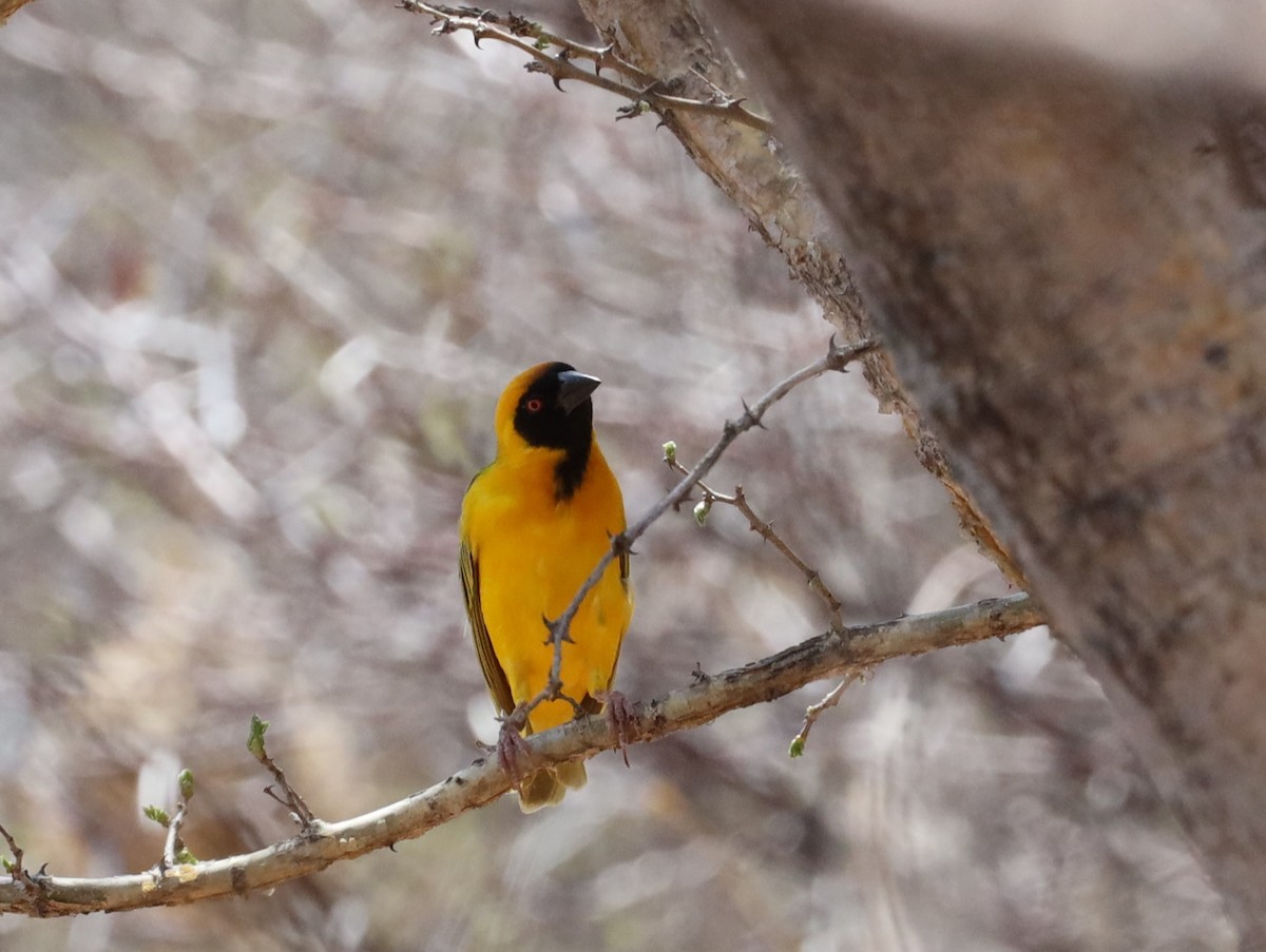 Southern Masked-Weaver - ML613593859