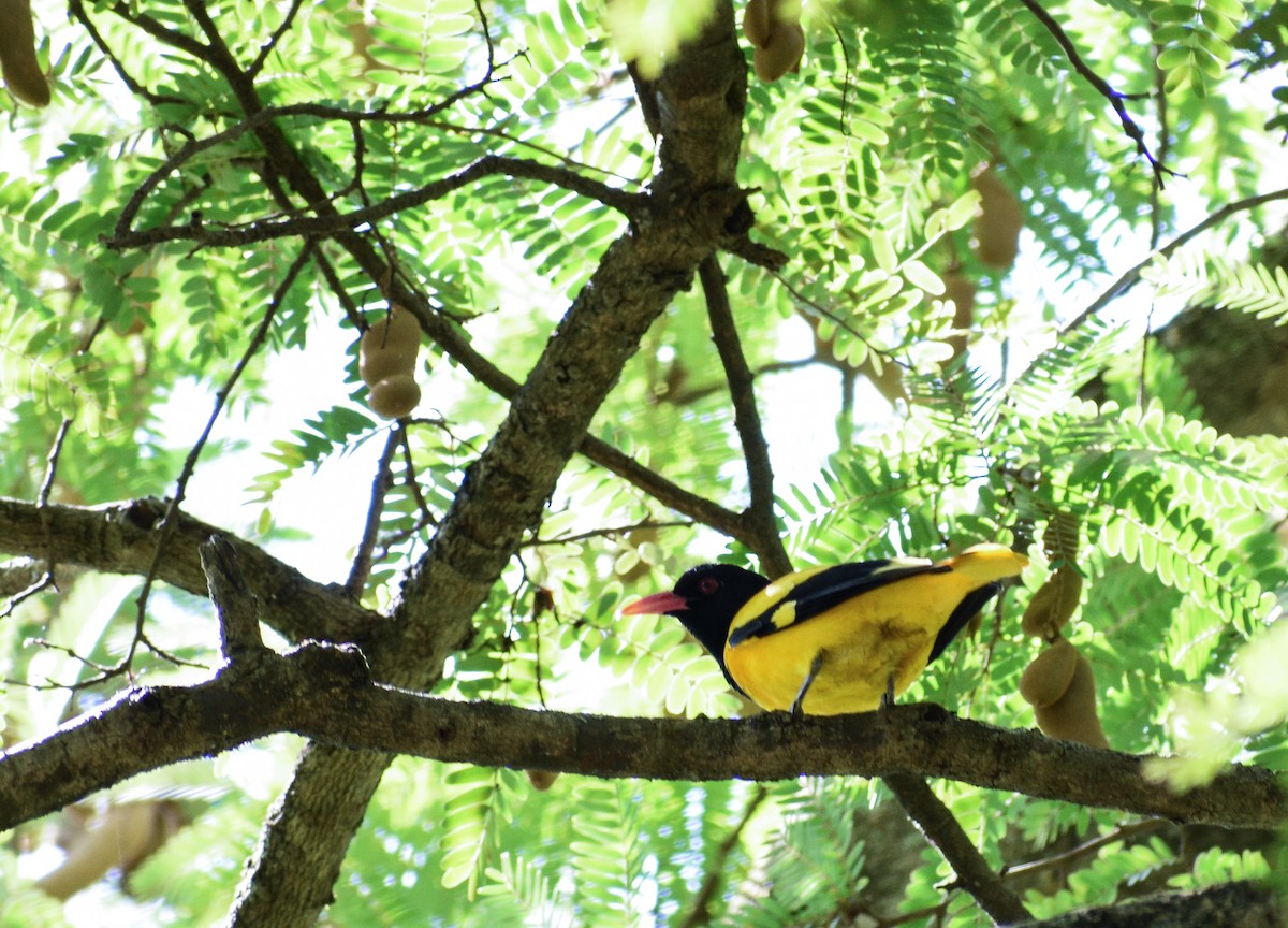 Black-hooded Oriole - Chamidu Samarasinghe