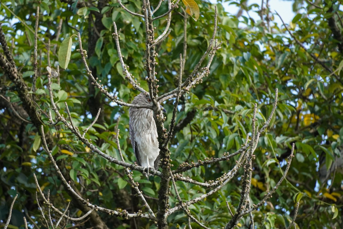 Black-crowned Night Heron - ML613593925