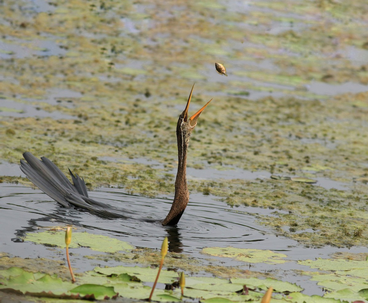 Oriental Darter - ML613593944