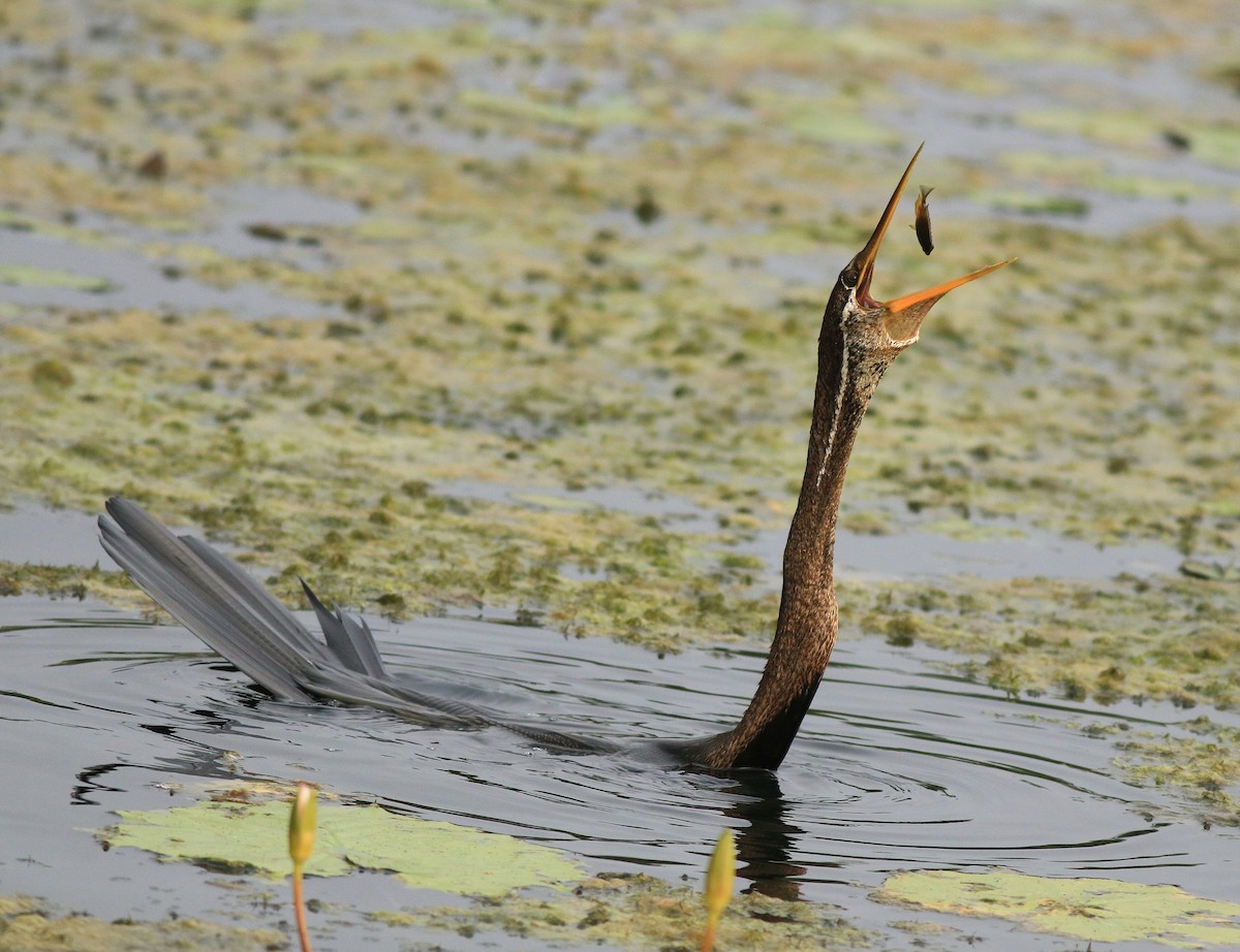 anhinga indomalajská - ML613593958