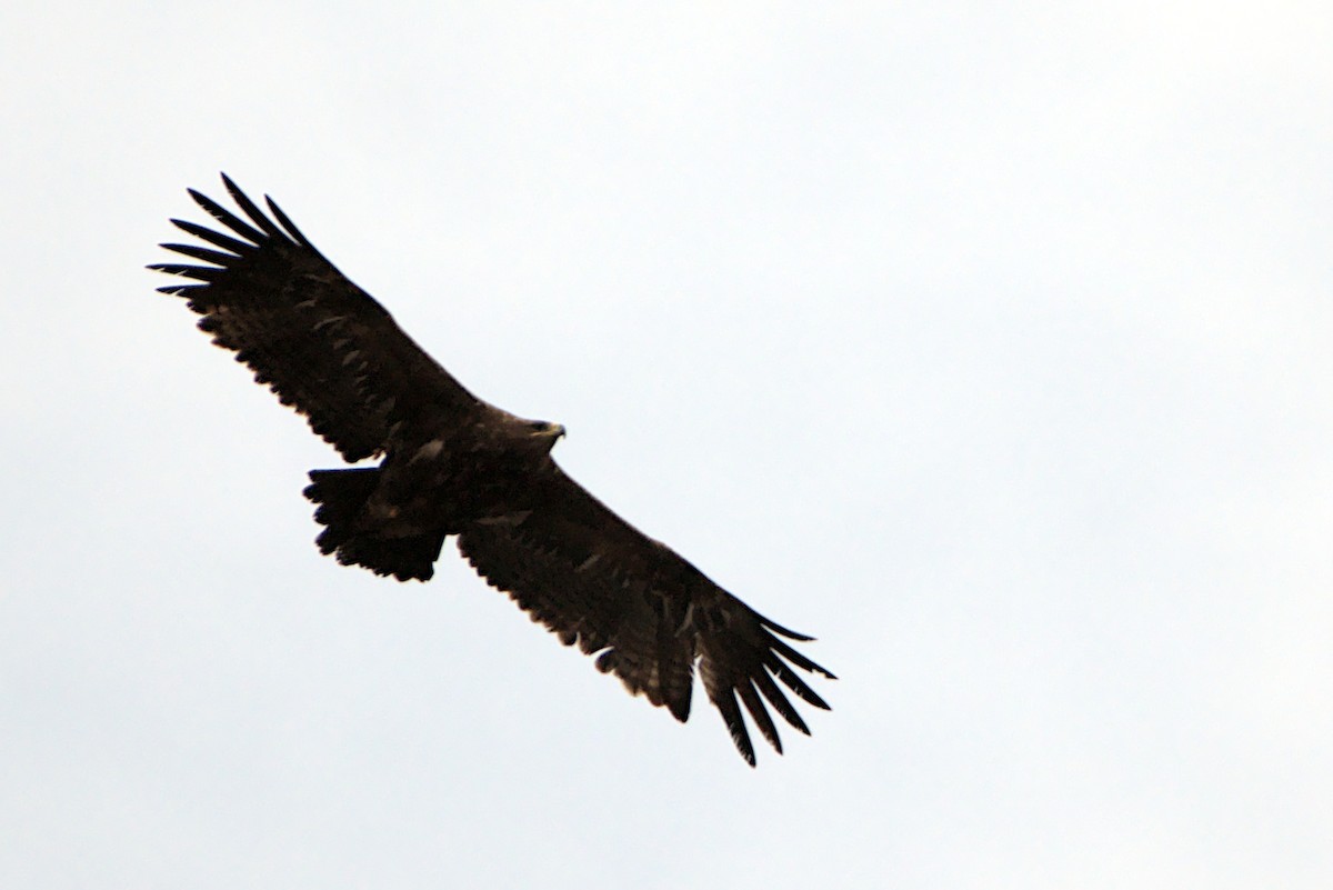 Steppe Eagle - ML613593962