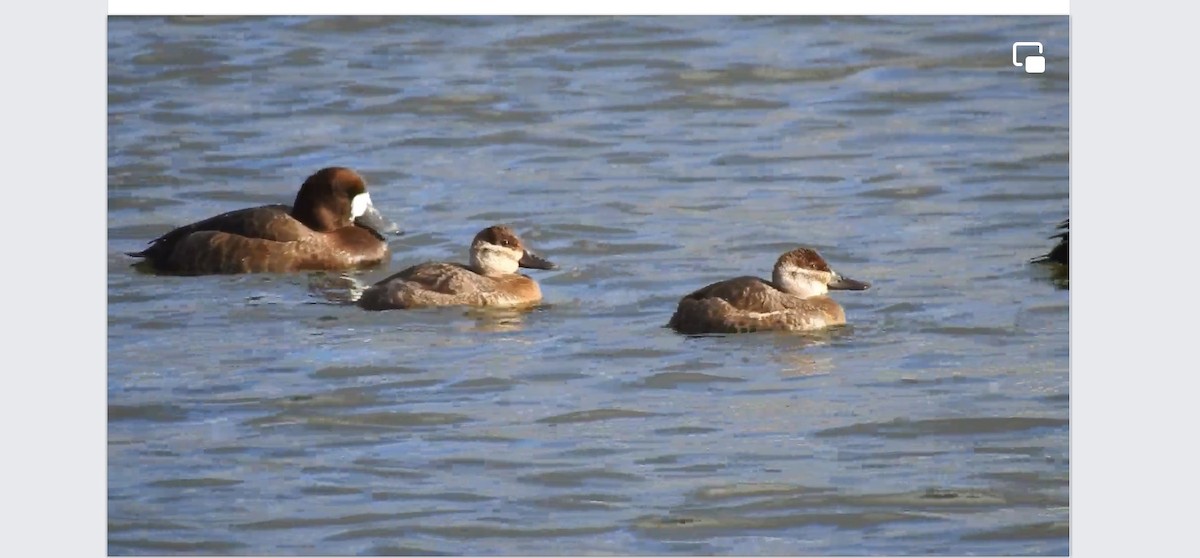 Ruddy Duck - ML613594031