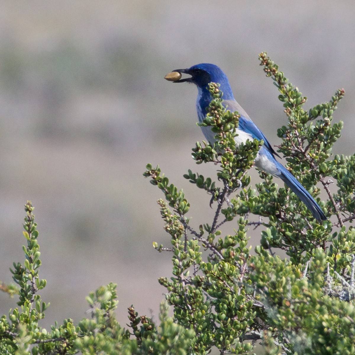 California Scrub-Jay - Ed Harper