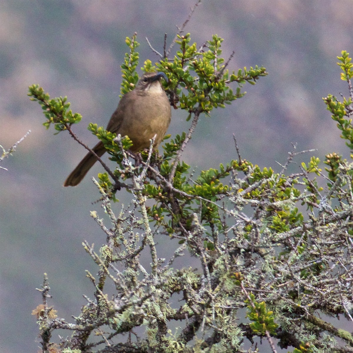 California Thrasher - Ed Harper