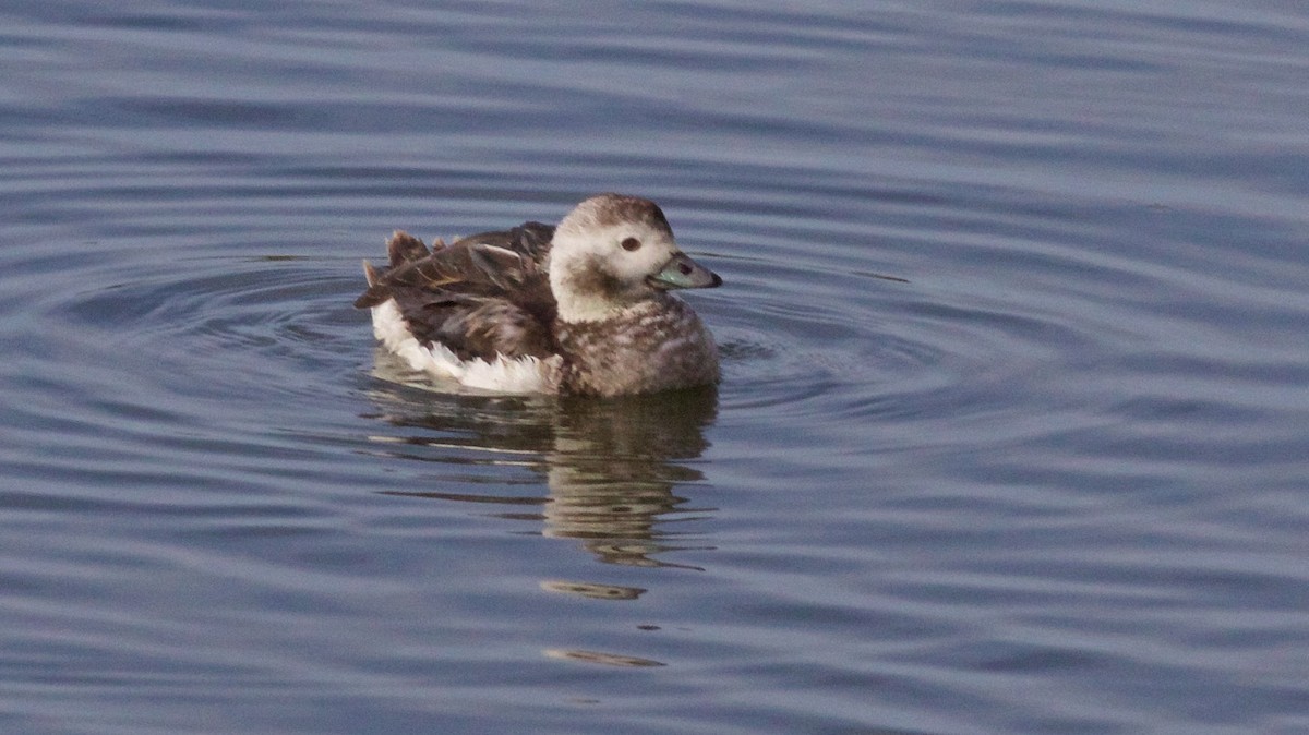 Long-tailed Duck - ML613594075