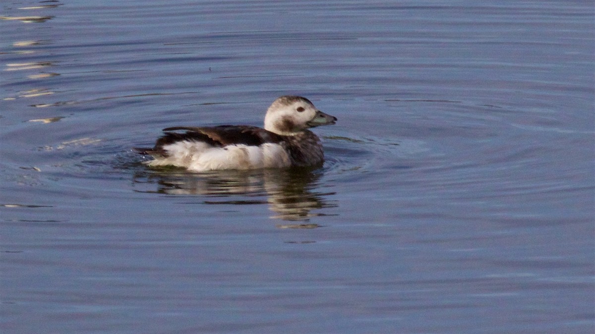 Long-tailed Duck - ML613594076