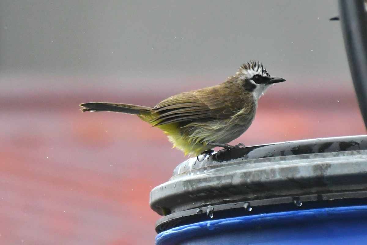 Yellow-vented Bulbul - ML613594165