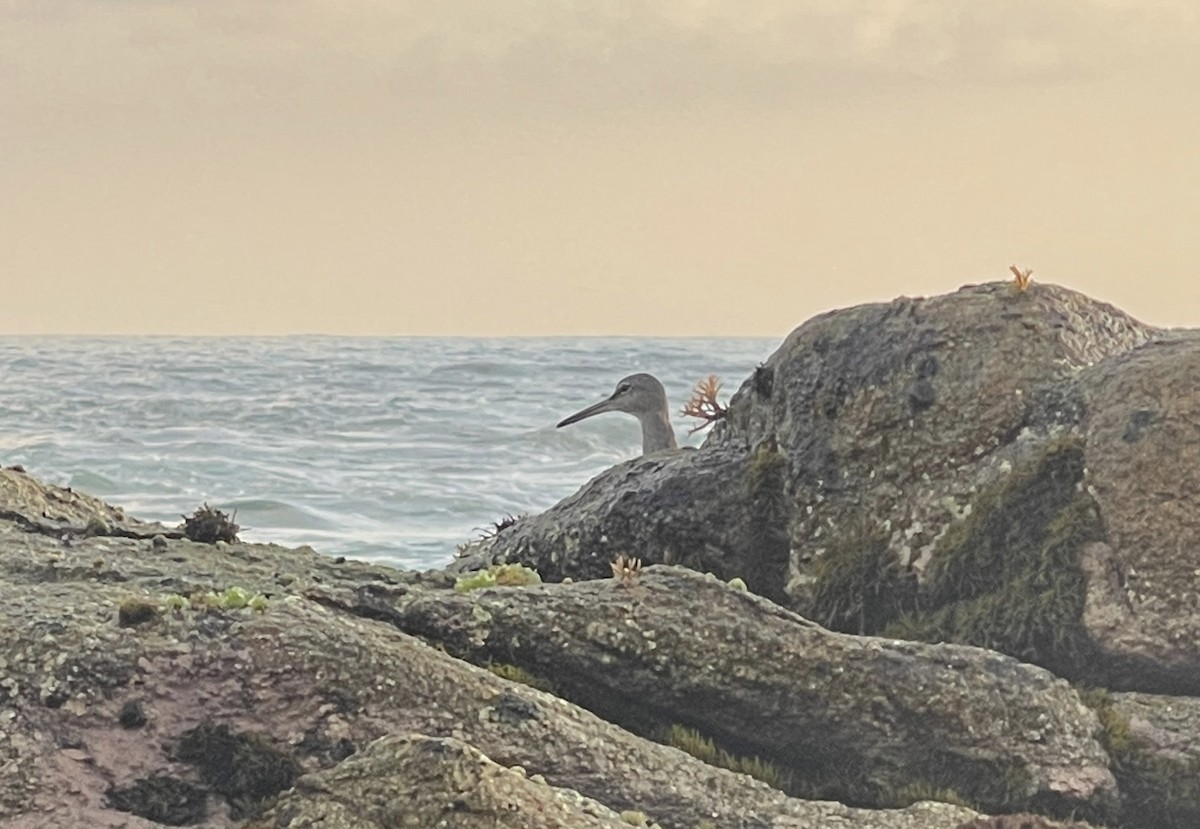 Wandering Tattler - Taylor Justason