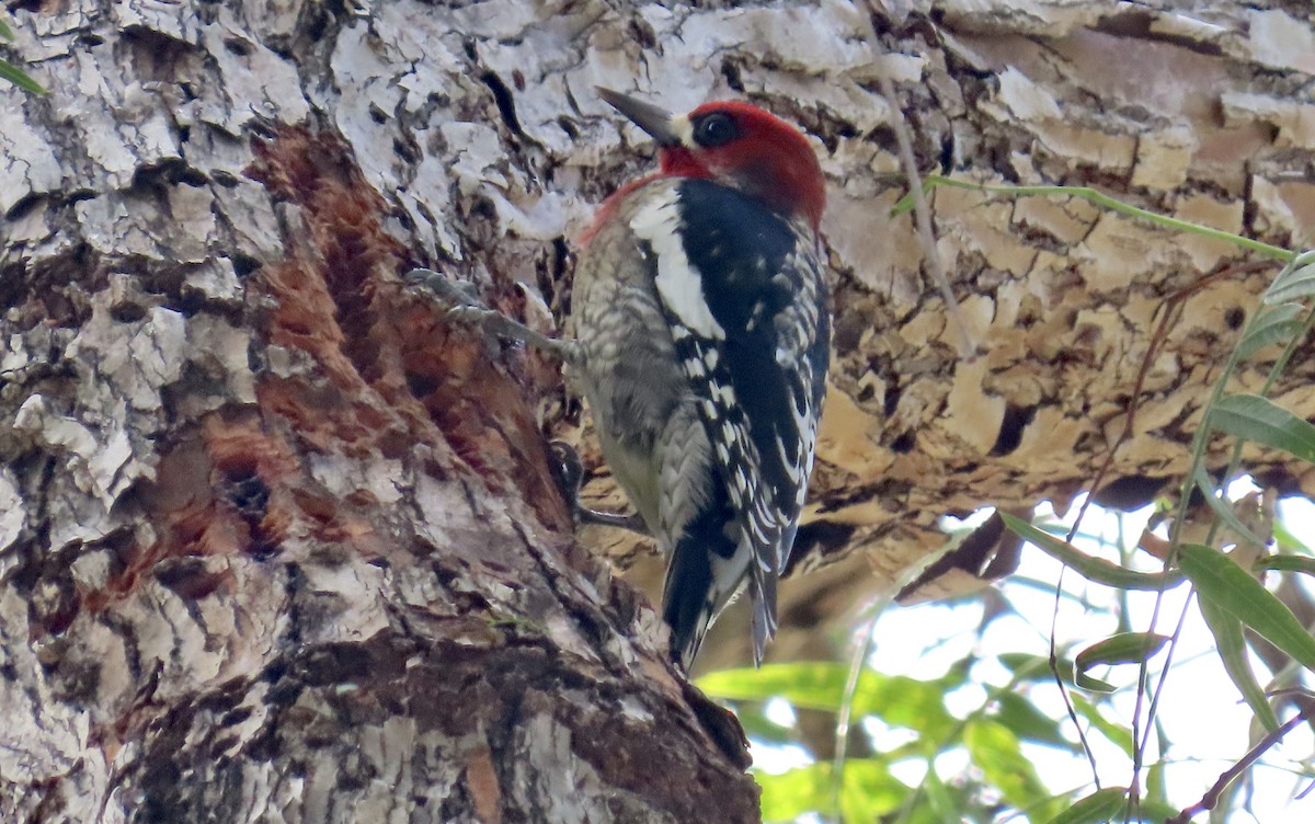 Red-breasted Sapsucker - ML613594211