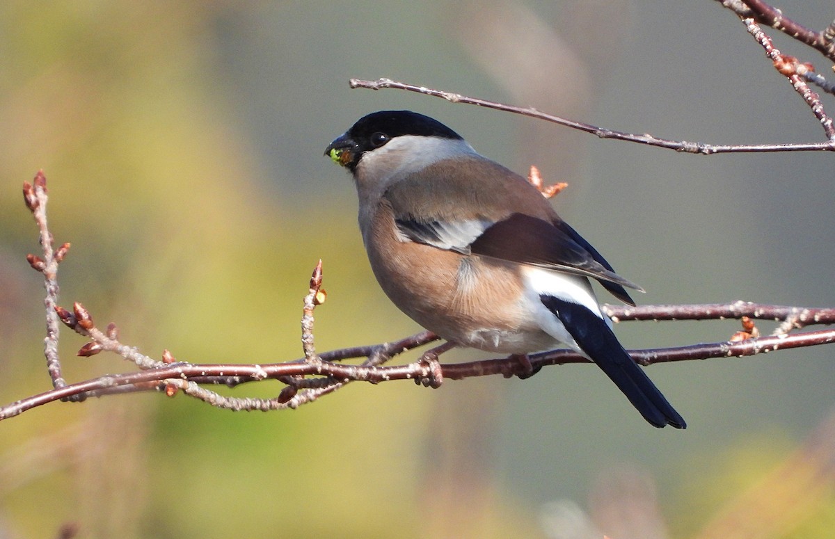 Eurasian Bullfinch - ML613594224