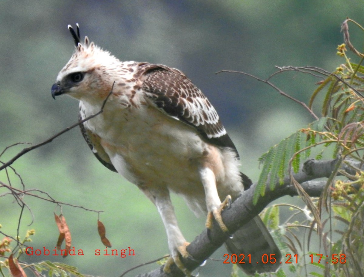 Aigle montagnard - ML613594291