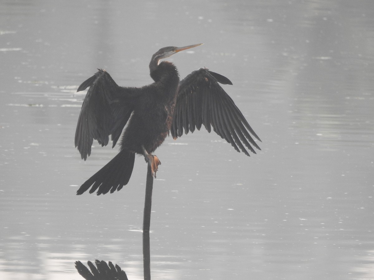 Oriental Darter - ML613594315