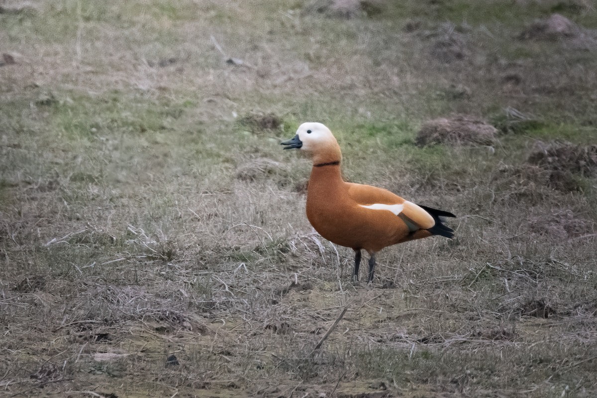 Ruddy Shelduck - ML613594328