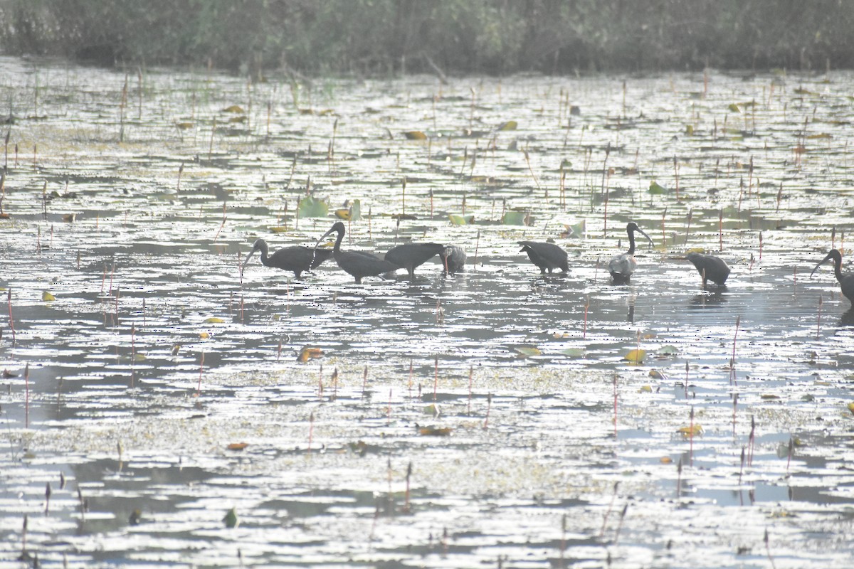 Glossy Ibis - ML613594441