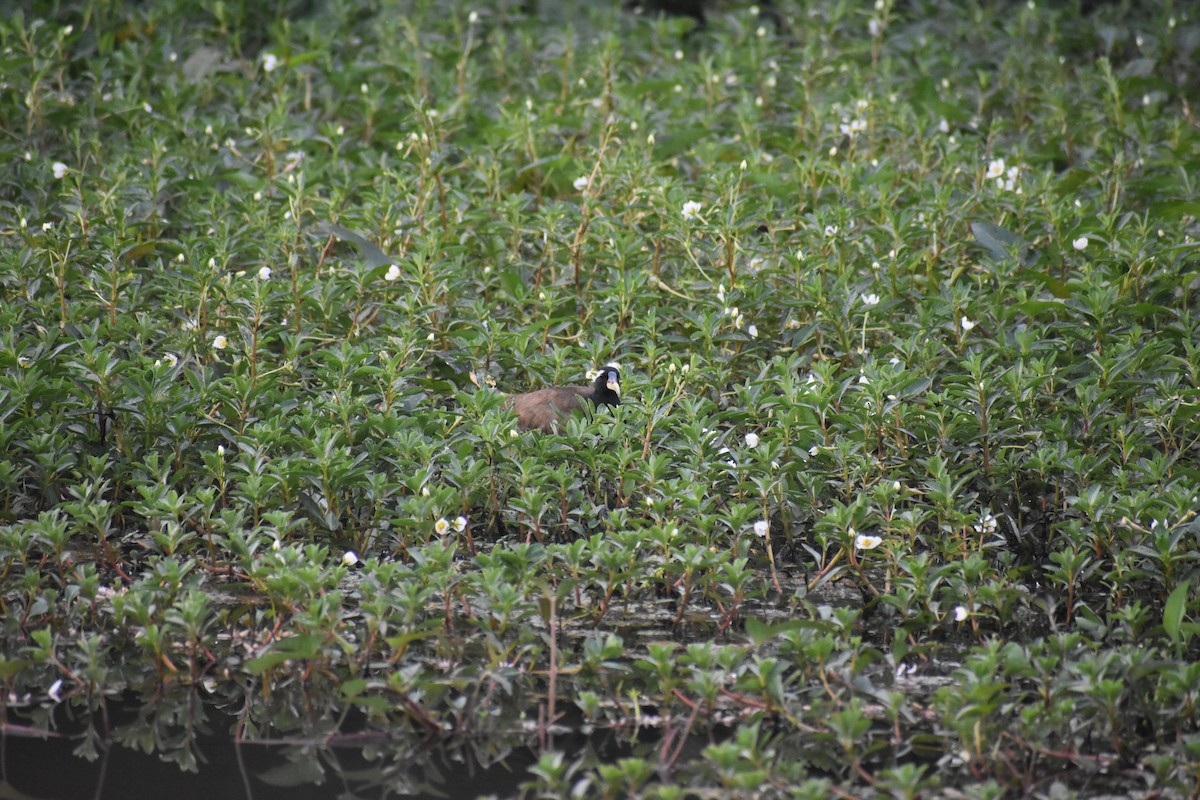 Bronze-winged Jacana - ML613594464