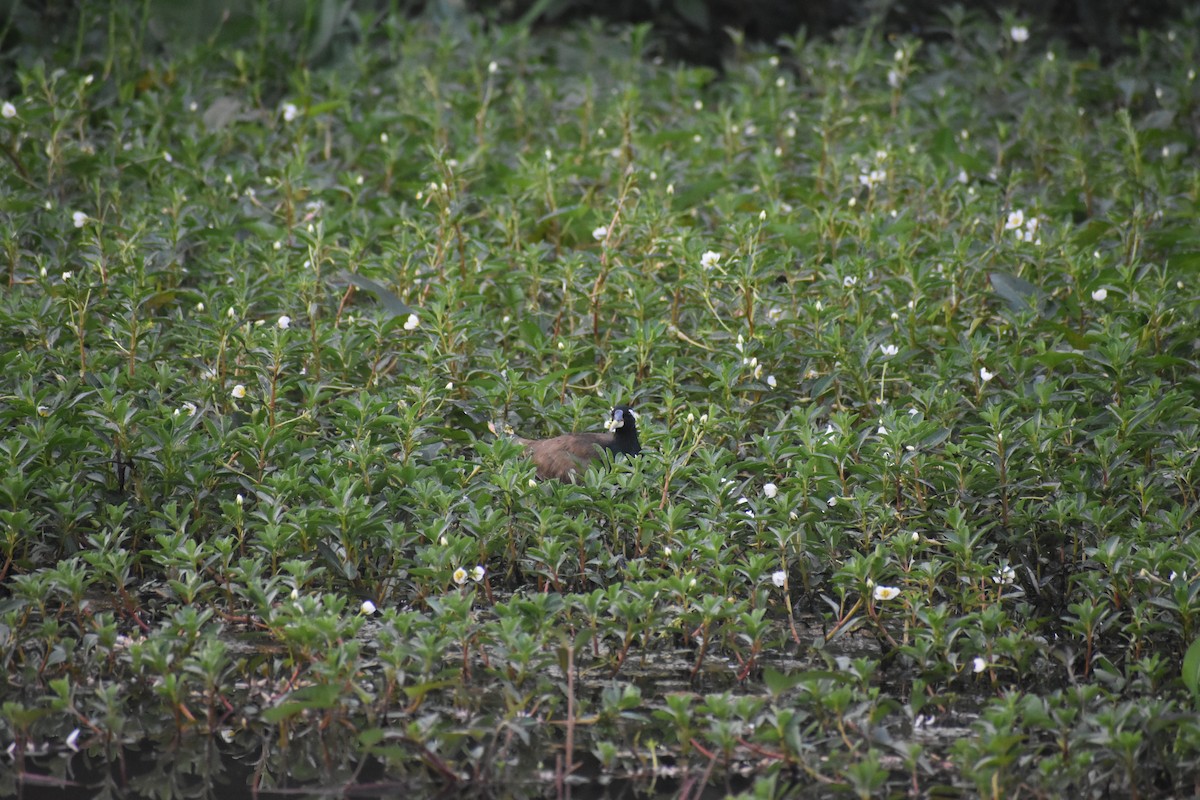 Bronze-winged Jacana - ML613594465