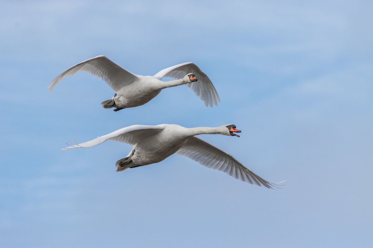 Mute Swan - ML613594478