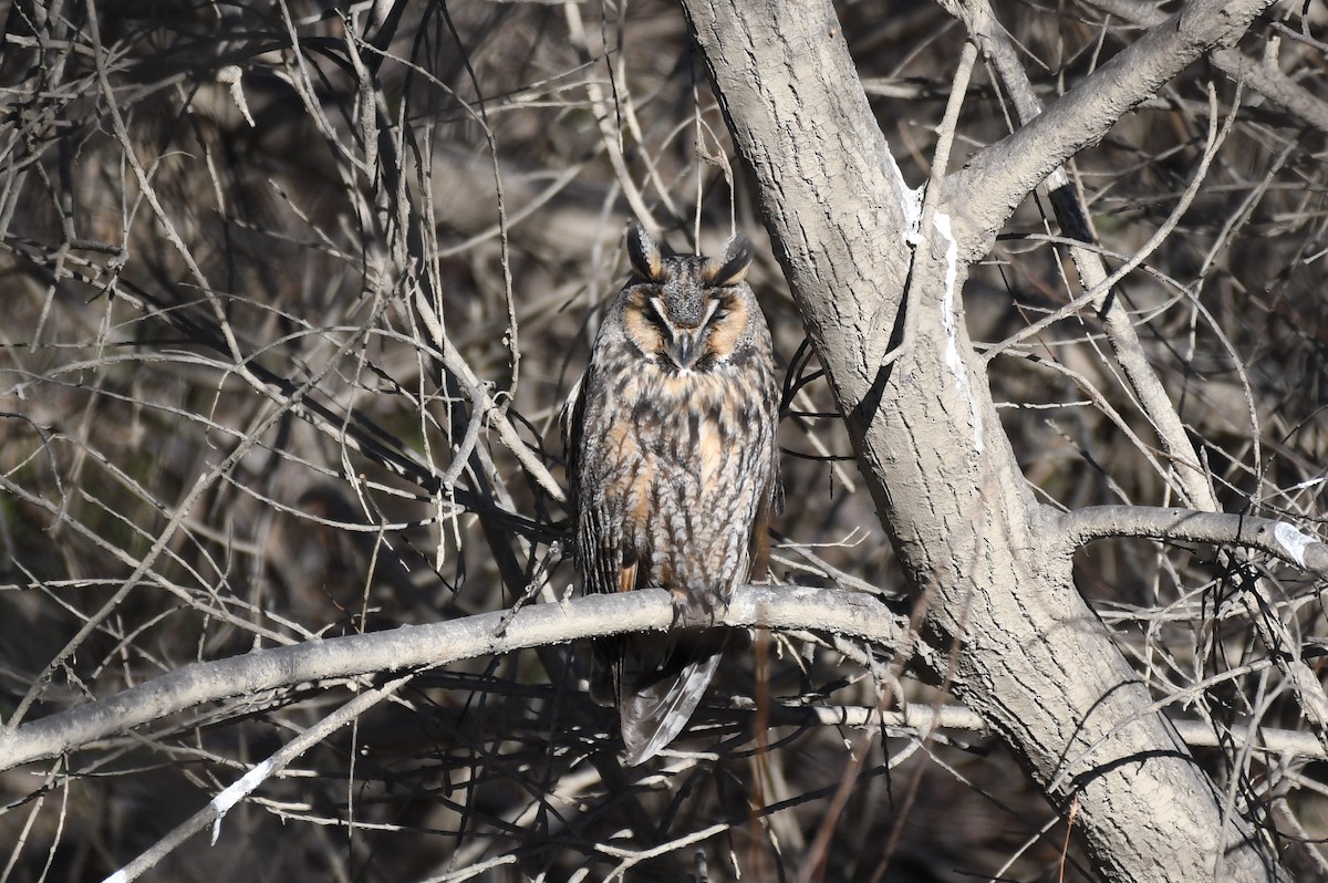 Long-eared Owl - ML613594483