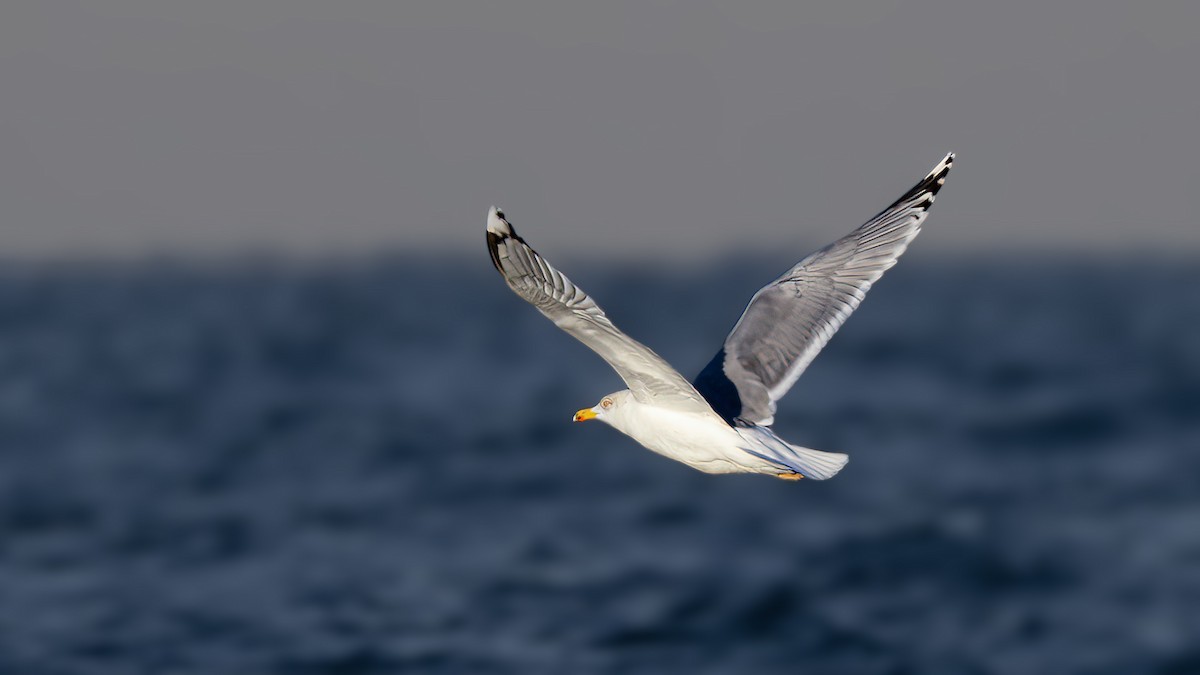 Gaviota Argéntea - ML613594499