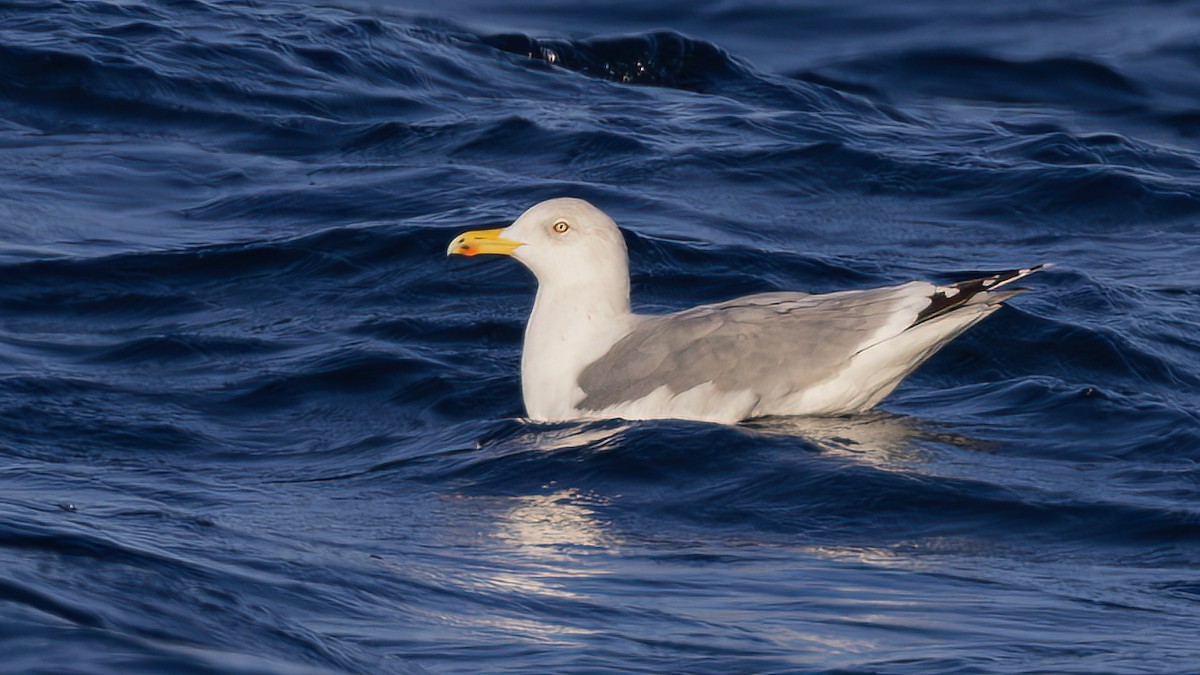 Gaviota Argéntea - ML613594500