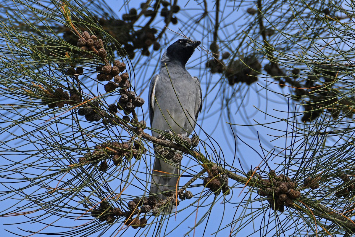 Black-faced Cuckooshrike - ML613594547