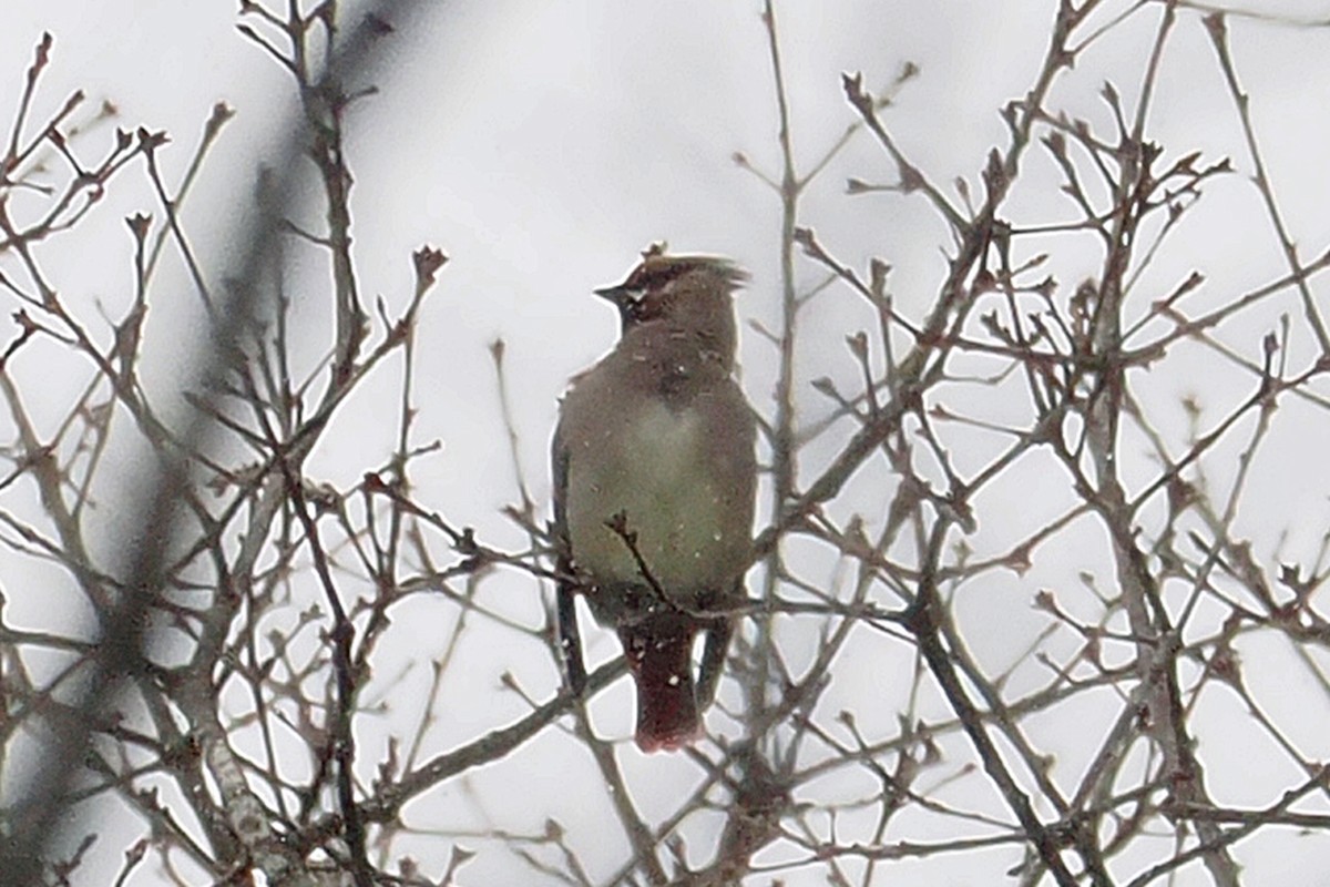 Japanese Waxwing - ML613594574