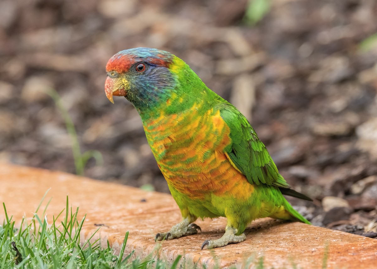 lorikeet sp. (Musk/Rainbow/Scaly-breasted Lorikeet hybrid) - Julie Clark