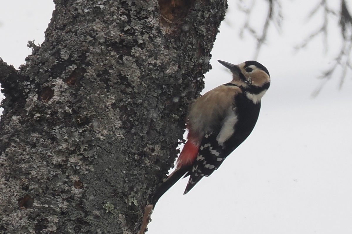 Great Spotted Woodpecker - ML613594602