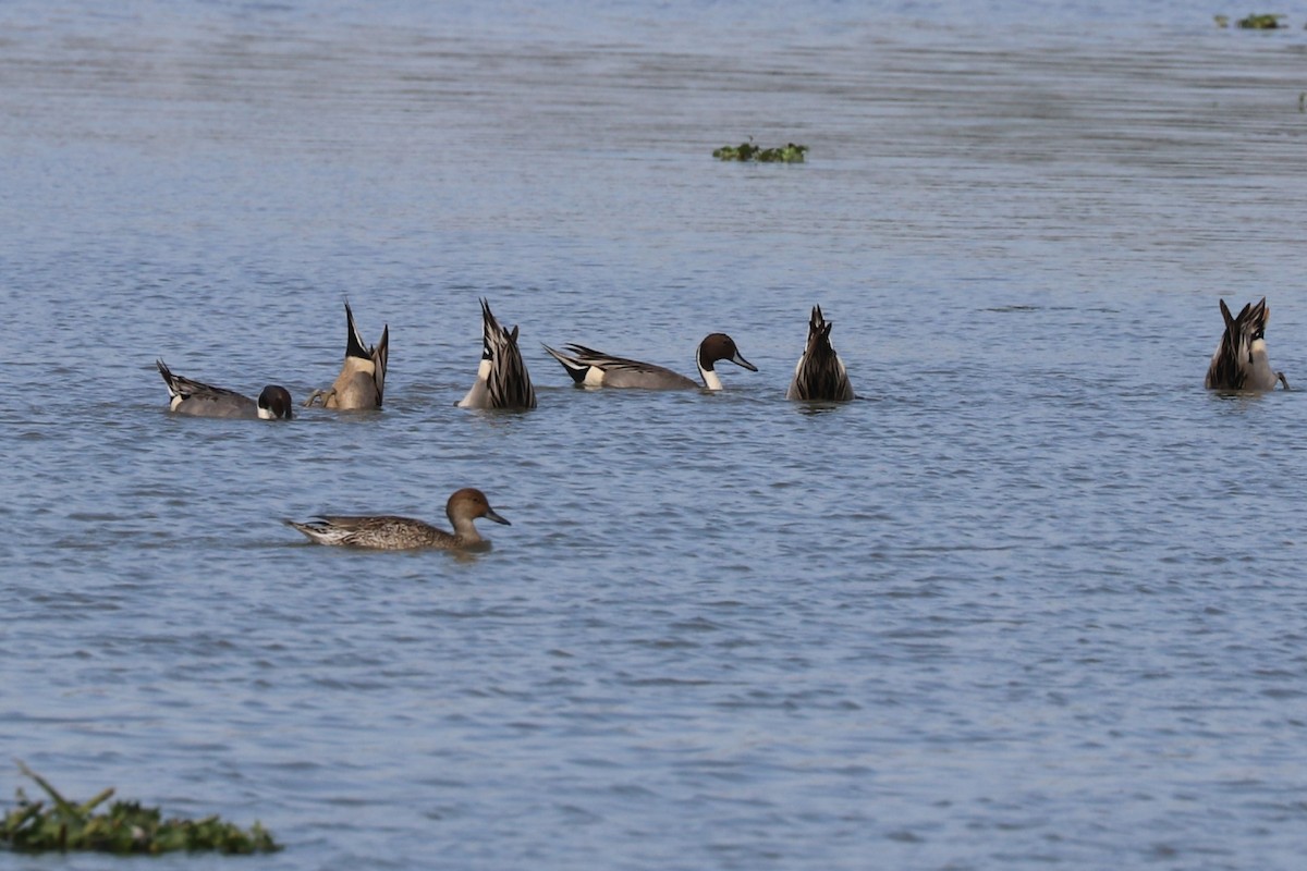 Northern Pintail - ML613594652