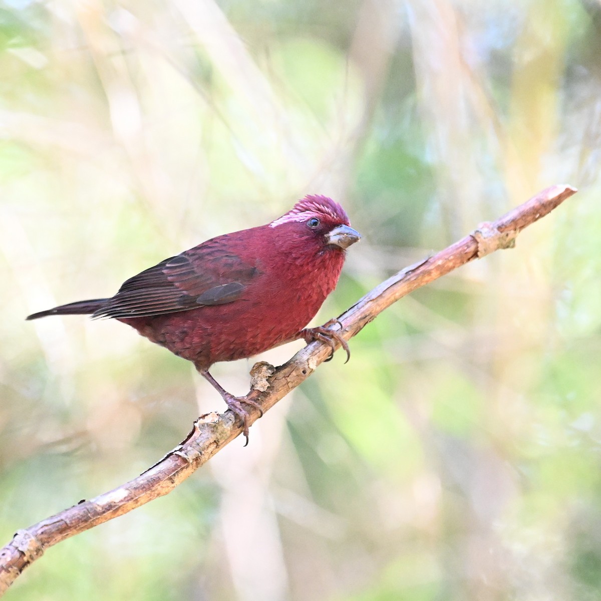 Taiwan Rosefinch - Jacob Lai