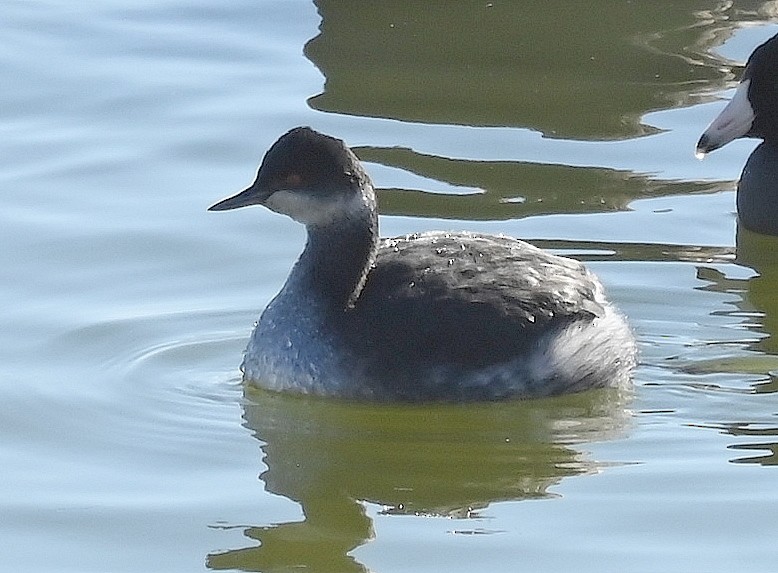 Eared Grebe - Steve Davis