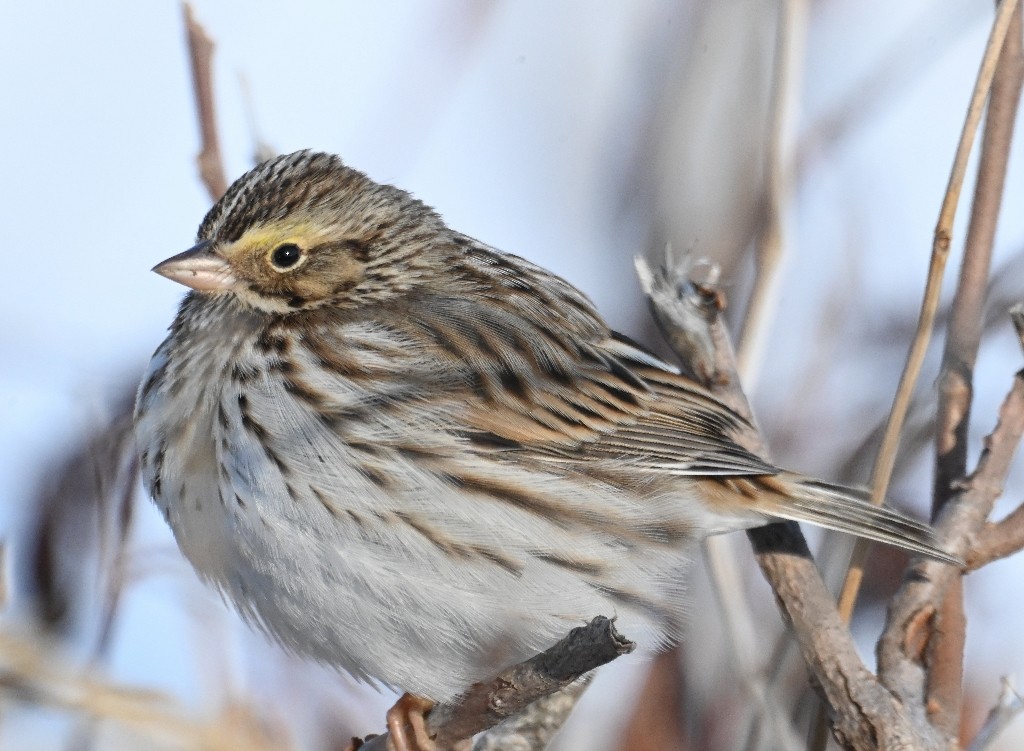 Savannah Sparrow - Steve Davis