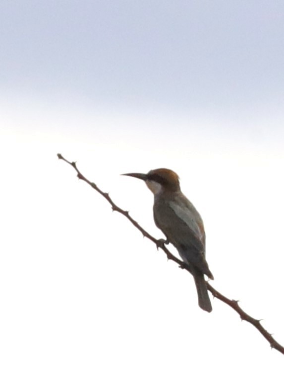 European Bee-eater - ML613594837