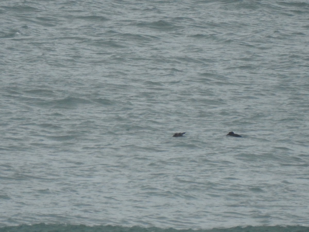 Common Scoter - ML613594855