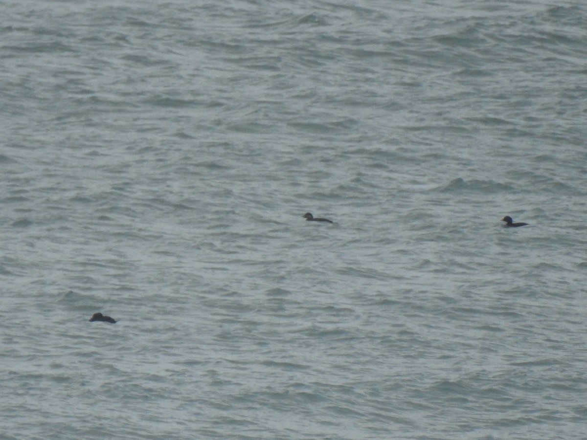 Common Scoter - ML613594858