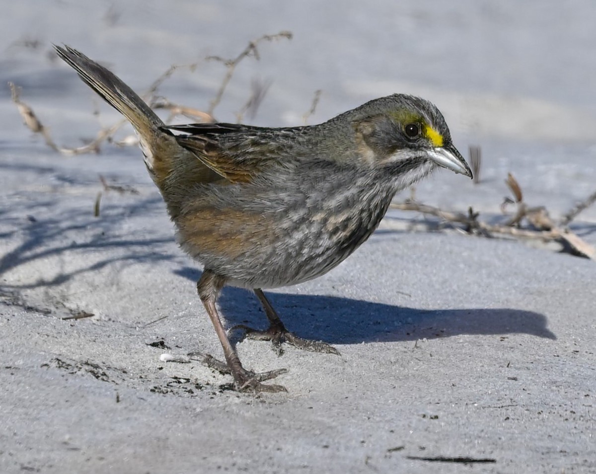 Seaside Sparrow - Ann Stinely