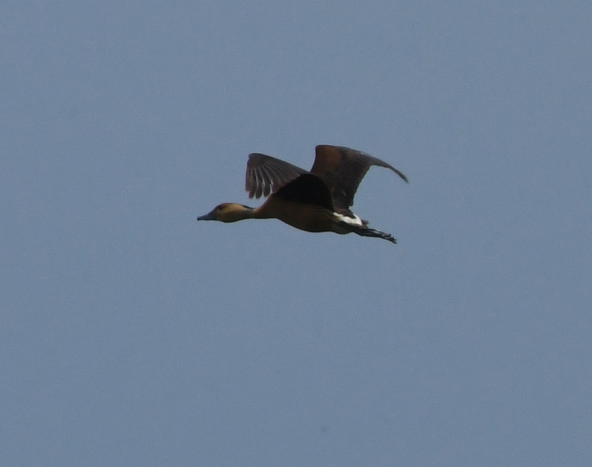 Fulvous Whistling-Duck - Suzanne Zuckerman